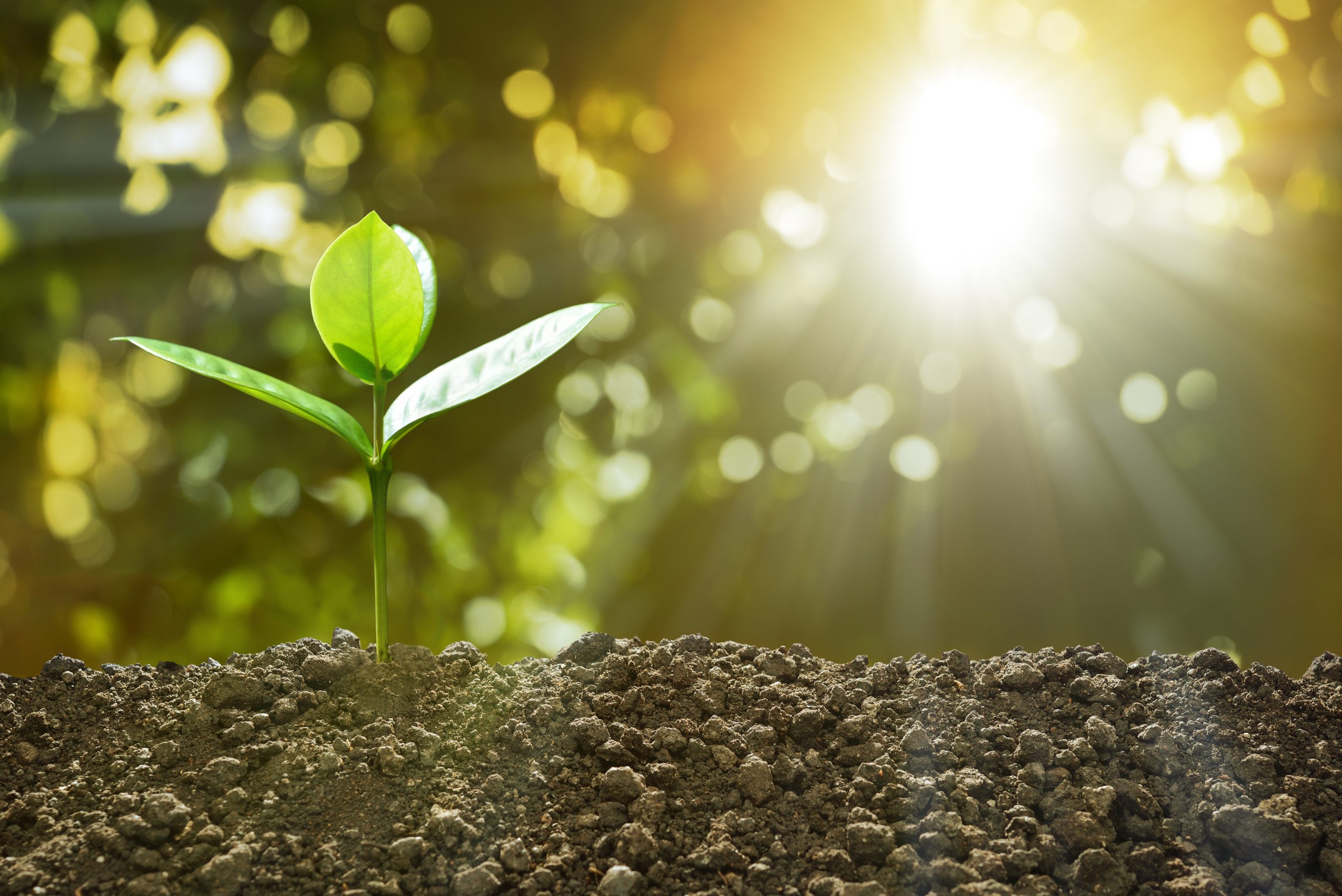 plante der vokser og viser bæredygtighed